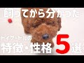 トイプードルを飼ってから分かった性格・特徴５選！飼う前はトイプーがこんな性格だとは思ってませんでした。