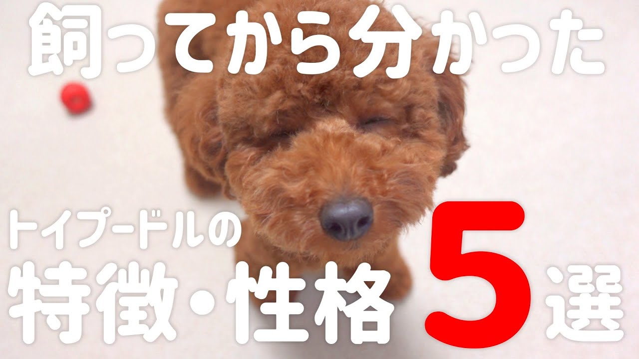 トイプードルを飼ってから分かった性格 特徴５選 飼う前はトイプーがこんな性格だとは思ってませんでした Youtube