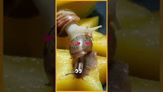 달팽이~스타프루트 먹방/Snails~eating starfruit#shorts
