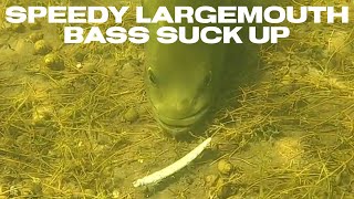 Speedy Largemouth Bass Suck Up #shorts