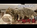 いつもは撮れない猫たちの喧嘩の様子がこちら
