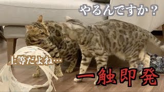 猫　喧嘩