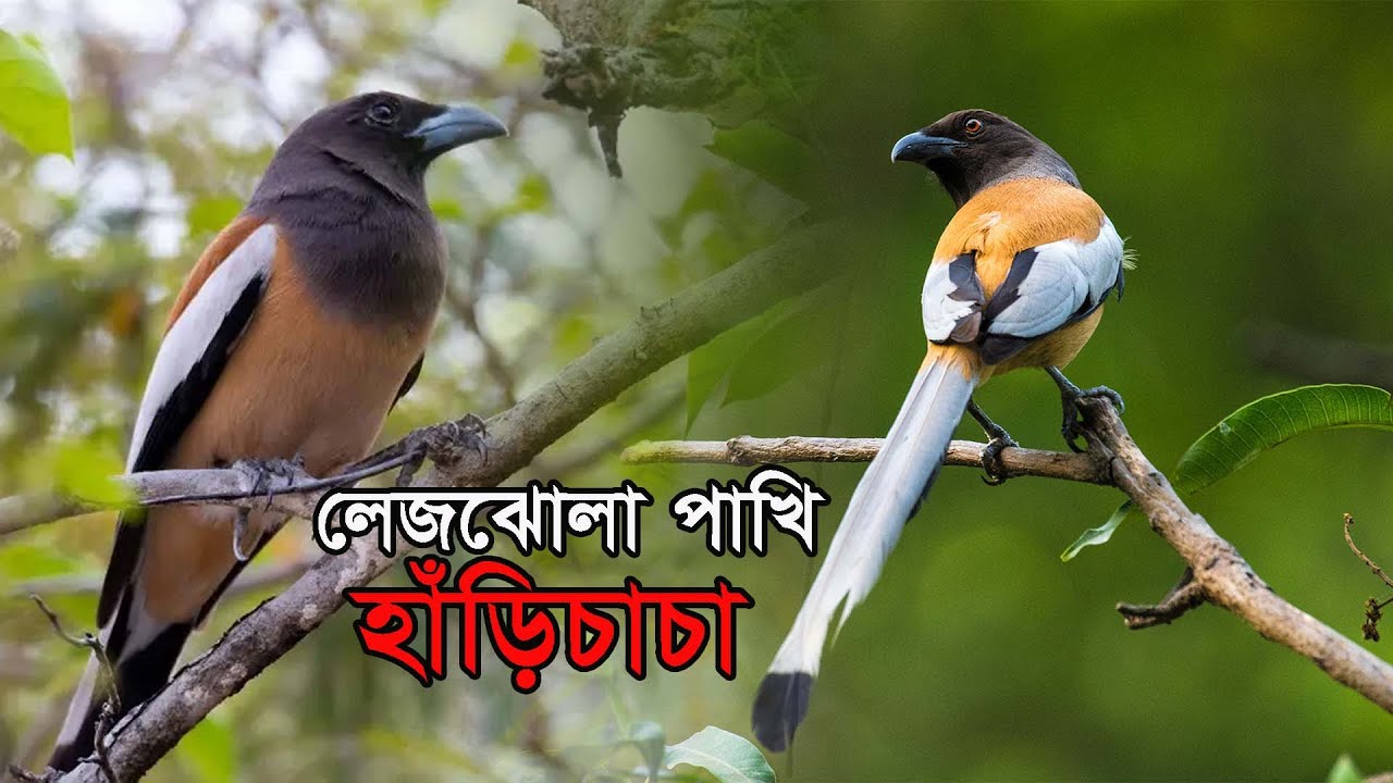 লেজঝোলা পাখি হাঁড়িচাচা (Rufous Treepie) | Bangladeshi Birds Documentary | Bird Sounds & Facts