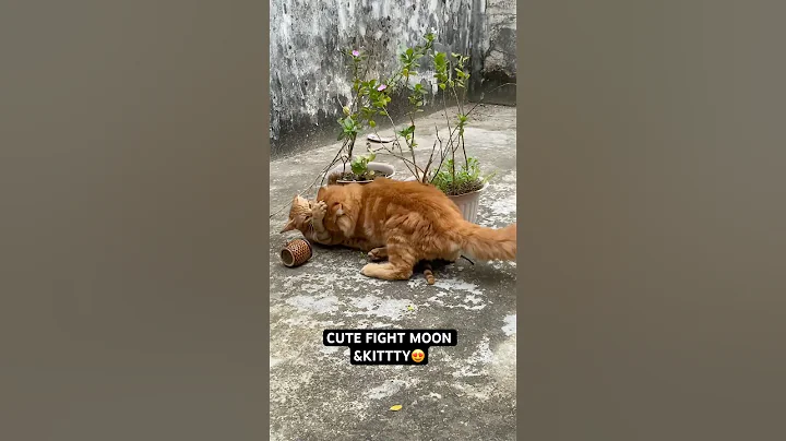 Video 11582871: cat funnycats kitten cutecat, cat funnycats animals cutecat, cat kitten cutecat funny