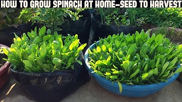 How To Grow Spinach At Home-Full Information With Updates