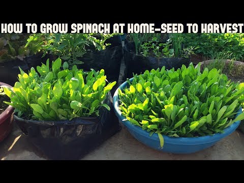 Video: Curly Leaf Spinat Info: Lær om dyrking av Savoy Spinat Planter