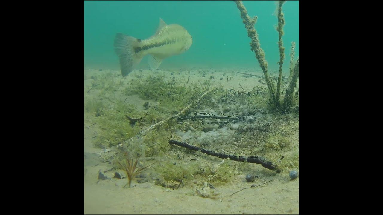 largemouth bass bed YouTube