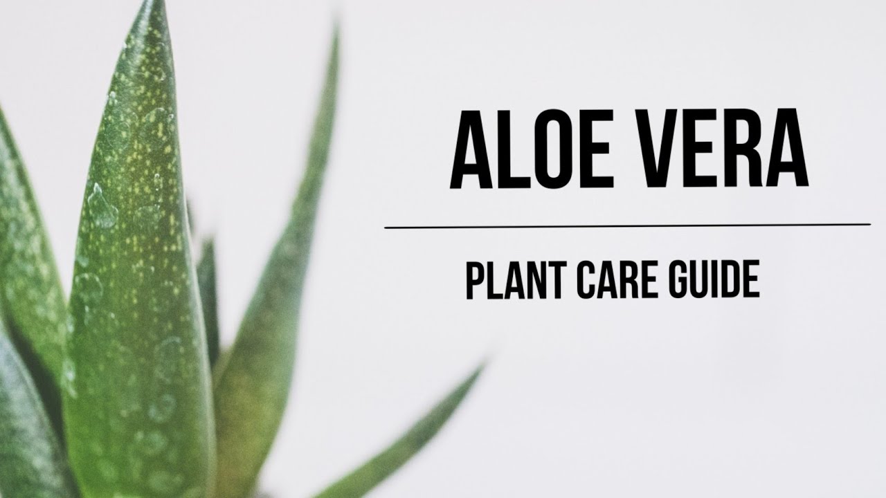 How to Grow and Care Aloe Vera Plant | Aloe Vera Care Guide | Care for