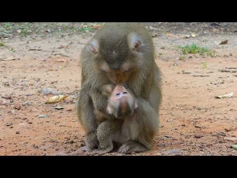 Nature in quietness |Mom Metrey kisses baby Meta after trains her little hard today