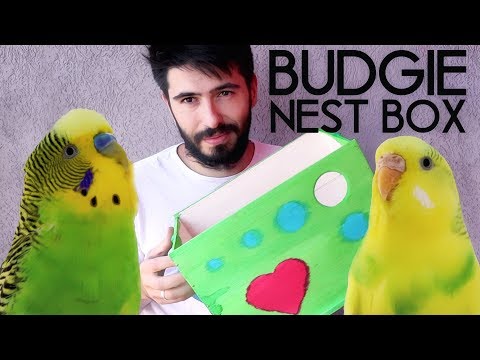 Video: How To Make A Budgerigar Nest