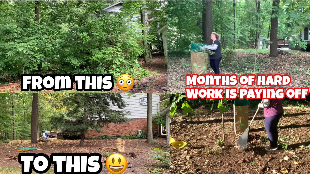 NEW BACKYARD CLEAN UP/ The backyard cleanup continues and it’s getting ...