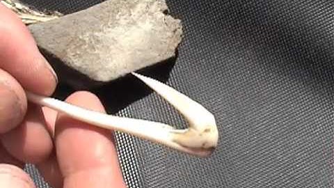 Deer Nasal Bone Fish Hook