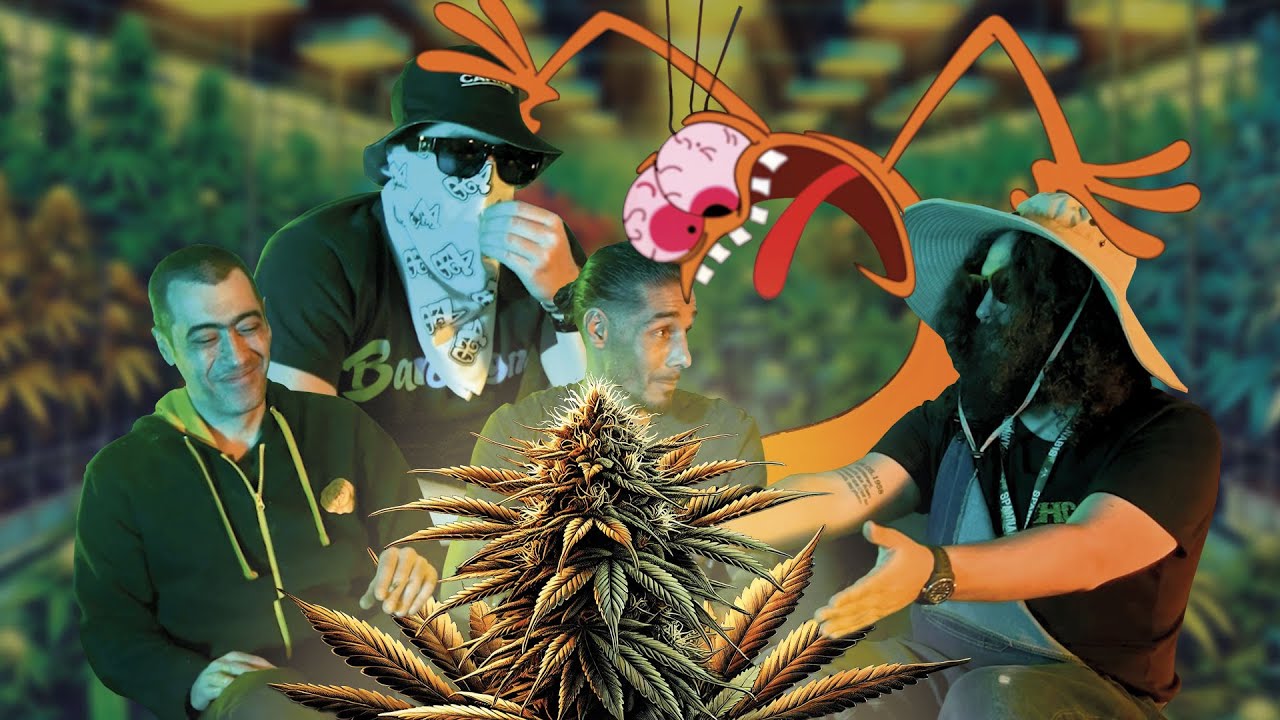 À la recherche de la meilleure variété de cannabis : l'entretien des professionnels des terpènes