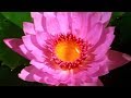 Facts About Plants 🌺 - Secret Nature | Plant Documentary | Natural History Channel