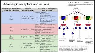 Adrenergic receptors and actions