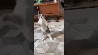 #Cutecat #Cat #Cats #Catlover #Catvideos #Catlovers #Catshorts #Funnycats #Funnyvideos #Cute #Shorts