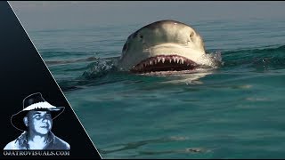 Shark Feeding Frenzy Slow Motion