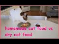 homemade cat food vs dry cat food ... what will my cat choose?