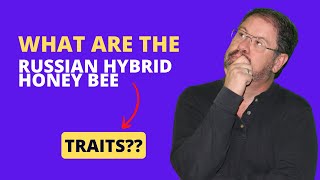 What are the Russian Hybrid honey bee traits?