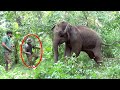 This innocent young elephant was critically injured by eaten hakka patas best wild animal treatment