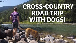 Cross Country Road Trip with Dogs! Tips for Traveling with Your Dog
