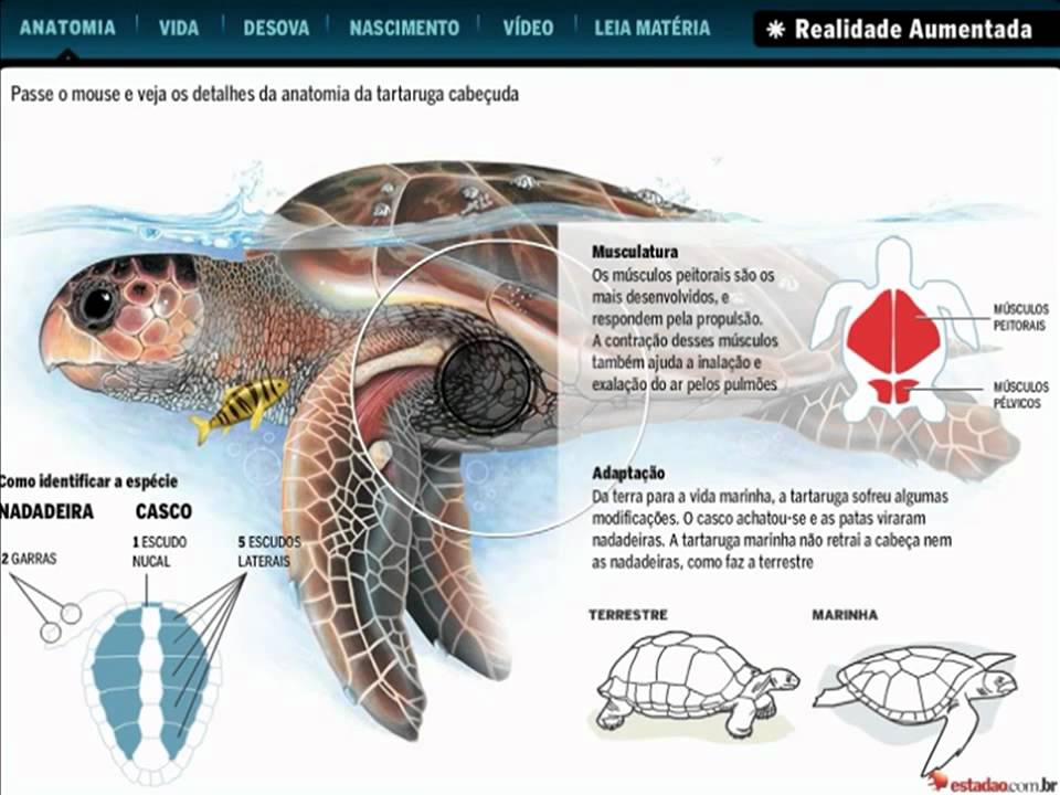 Sobre A Tartaruga Sebe