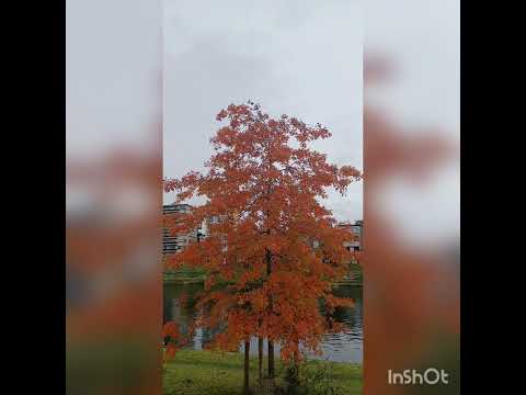 رسائل حب عالمية القاء زينة الراشد الرسالة الاولى