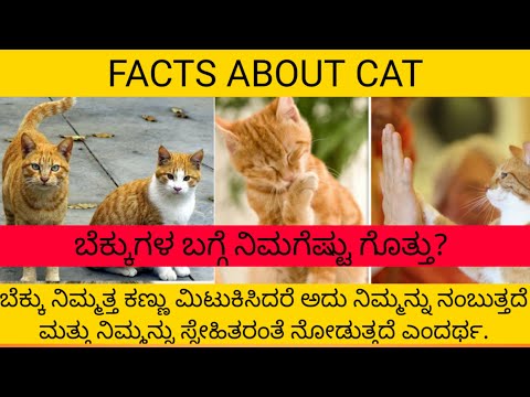 Facts About Cat | DG Facts Kannada | #dgfactskannada #factsinkannada