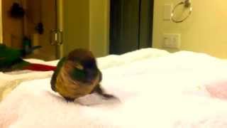Green Cheek Conure Dancing To Bruno Mars Original
