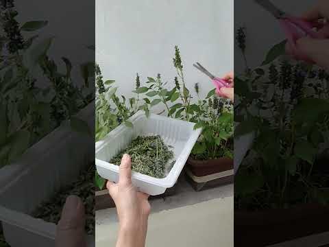 Harvesting Chia Stalks 