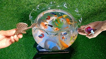 Cá lia thia, cá betta, cá bảy màu, cá lau kính, cá vàng Video tổng hợp cá cảnh đẹp