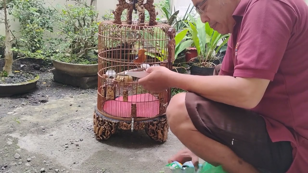 Membersihkan kandang burung