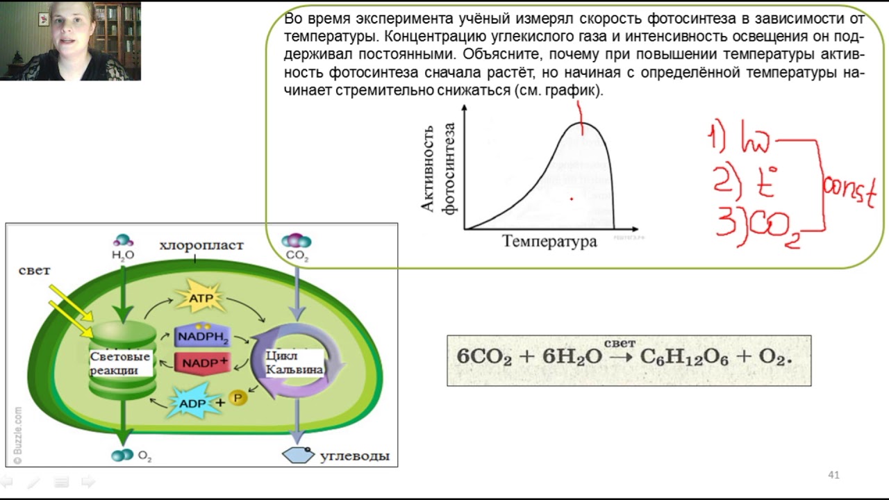 Схема фотосинтеза егэ биология 2023. Фотосинтез ЕГЭ биология 2022. Световая фаза фотосинтеза схема ЕГЭ. Фотосинтез схема ЕГЭ. Фотосинтез ЕГЭ биология.