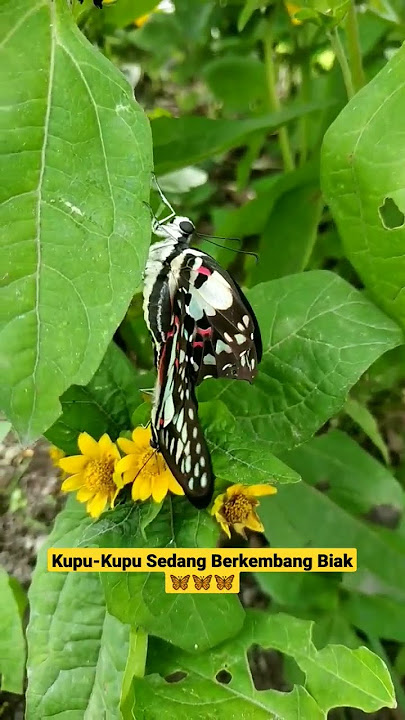 Kupu-Kupu Sedang Berkembang Biak 🦋🦋🦋 #shorts #viral #youtubeshorts #trending #butterfly #kupukupu