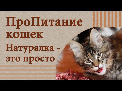 Сделать корм для кошки? Легко!