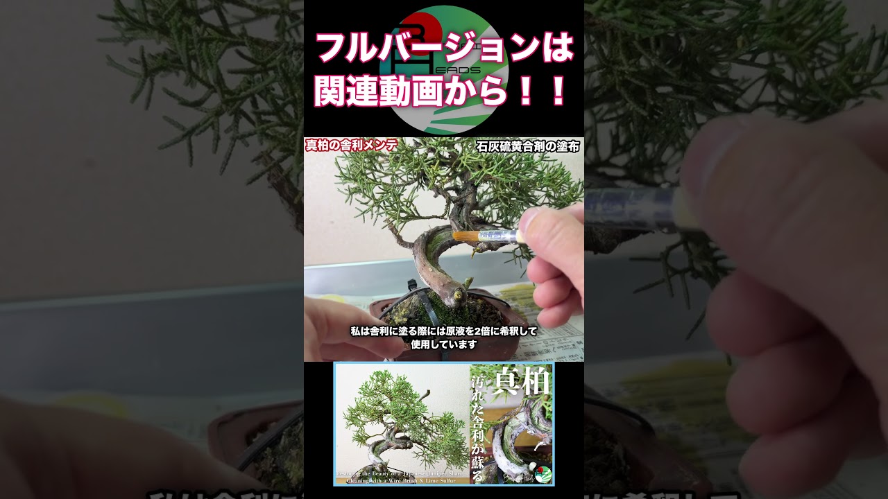 真柏の舎利が真っ白によみがえる！ - YouTube