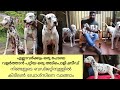 Dalmatian Dogs|കുറഞ്ഞ വിലയിൽ മികച്ച ഡോഗ്സിനെ നോക്കുന്നുണ്ടോ?|Dalmatian Kerala|Dogs Malayalam