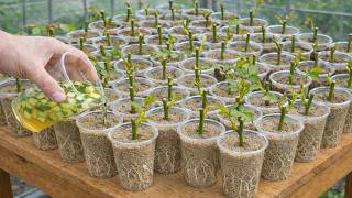 قليلون هم من يعرفون هذه الحيلة البسيطة لإكثار الورد (سريعة وفعالة)! screenshot 2