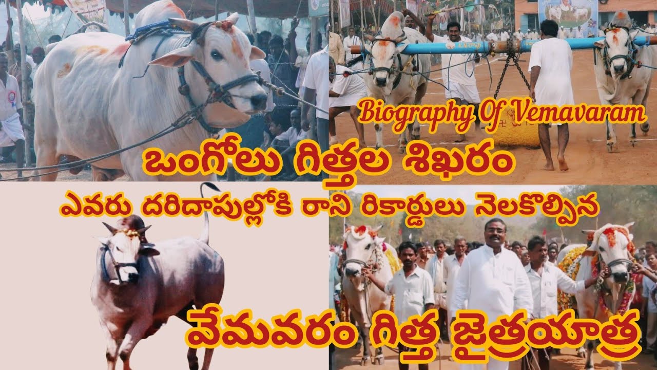 🏆🥇..ఒంగోలు గిత్తలలో శిఖరం వేమవరం గిత్త విజయయాత్ర ఎవరికి అందని రికార్డులు తన సొంతం,చరిత్ర అజరామరం..🏆🥇