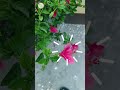 ঘর সাজিয়ে তুলুন সবুজের ছোঁয়াতে || Part- 2 || Chinsurah || Aryans Touch - ঘর সাজানোর ছোট্ট প্রচেষ্টা