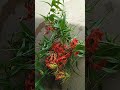 நம் மாநிலமலர் செங்காந்தள்