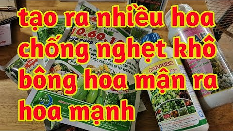 thuốc ủ mầm tạo nhiều mầm hoa mận chống dụng khô bông mận tập trung ra hoa 023 179