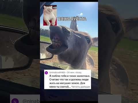 Кот про фермерские истории #cat #animals #тикток #shortvideo #shots
