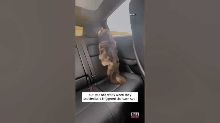 Video 3614741: fold cat, siberian cat