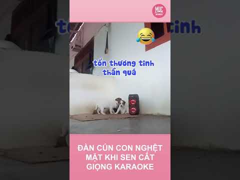 Đàn cún con nghệt mặt khi sen cất giọng karaoke