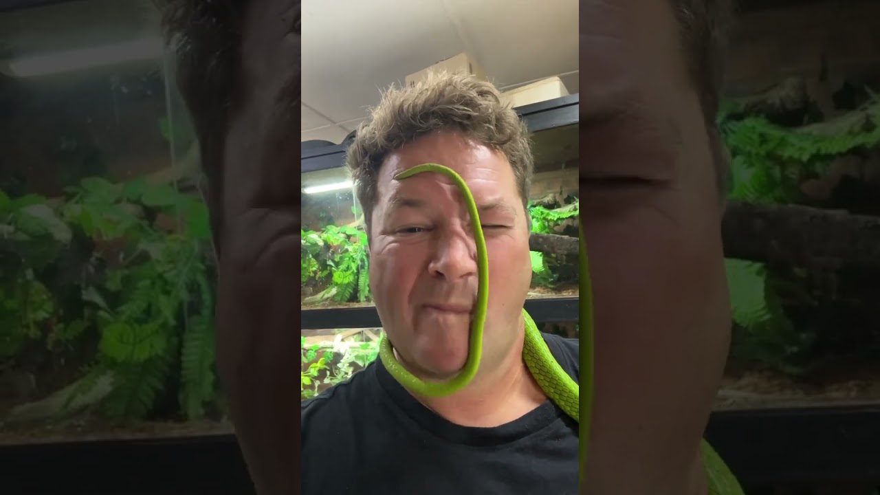 When a green mamba scratches an inch!!!