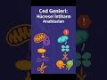 Ced Genleri: Hücresel İntiharın Anahtarları #CedGenleri #Apoptoz #MolekülerBiyoloji #Shorts