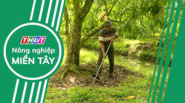 Nông dân trồng xoài hội nhập | Nông nghiệp Miền Tây