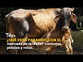 ¿Qué está pasando con el mercado de la leche? Consumo, precios y retos-TvAgro por Juan Gonzalo Angel