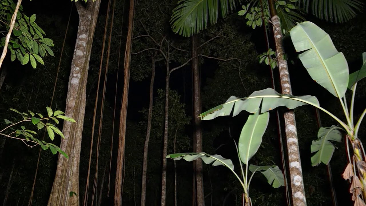 🔴 LIVE 🌿 Night Forest Ambience Nature Sounds for Sleep Music, Meditation & Calm Mind